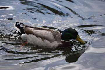 Canard