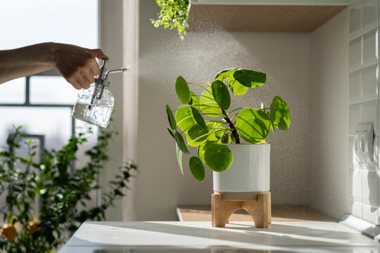 Woman spraying Pilea peperomioides houseplant, using sprayer, moisturizes air surround leaves during hot summer season in the kitchen. Sunlight. Greenery at home. Plant care, hobby. 