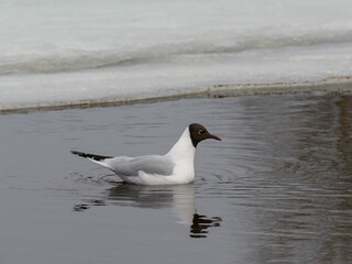 A seagull swims along the spring river, at the edge of melting ice. Cloudy rainy day.