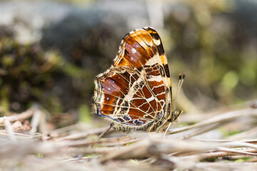 Motyl rusałka kratkowiec o kolorowych skrzydłach