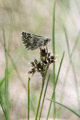 Motyl powszelatek malinowiec na wiosennej łące