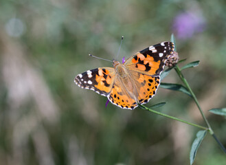 Motyl rusałka osetnik na łące latem