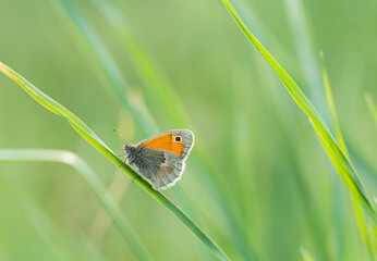 Motyl strzępotek ruczajnik na źdźble trawy © Henryk Guziak