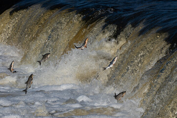 Fishes go for spawning upstream. Vimba jumps over waterfall on the Venta River. Kuldiga, Latvia.