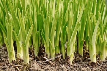 Obraz premium Young stems of green plants grow from the ground. Gardening and flower growing. Natural background.