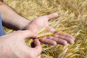 Fototapeta na wymiar Man holds golden ears of wheat against background of ripening field. Farmer's hands close-up. Farmer checks degree of maturity of grain. Agriculture concept