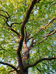 Gnarly tree canopy with lush green leaves