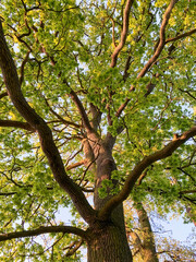 Looking up into a beautiful green leaf canopy of a tree