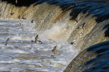 Fishes go for spawning upstream. Vimba jumps over waterfall on the Venta River. Kuldiga, Latvia.