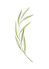 Watercolor illustration of green leaf, twig, branch isolated on white  background.