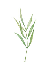 Watercolor illustration of green leaf, twig, branch isolated on white  background.