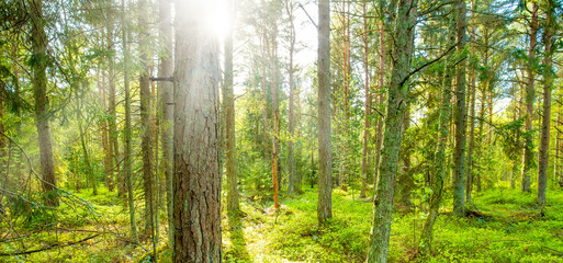 Fototapeta premium Sunny spring forest, morning light