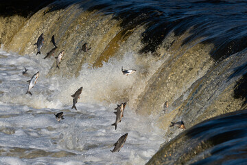 Fishes go for spawning upstream. Vimba jumps over waterfall on the Venta River. Kuldiga, Latvia.
