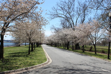 Obraz premium East Potomac Park Pink Cherry Blossom Trees Road