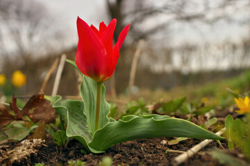 Red Riding Hood Tulip. Red tulips. Spring floral background with tulip flowers.