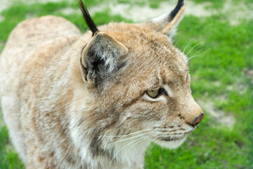 A close profile view of a Eurasian lynx.