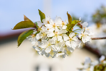 flowers of the fruit tree