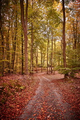 Fototapeta premium forest environment iin autumn