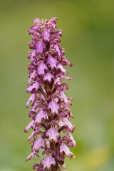 Orquidea, Parque Natural Sierra de Grazalema.