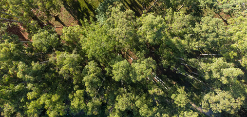 Beautiful forest seen from above, drone photo, natural light. © Milton Buzon