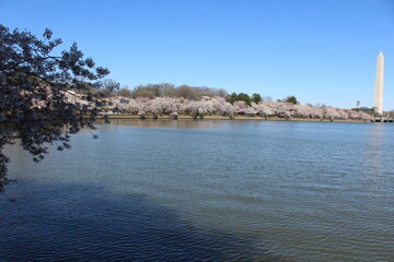Scenic View West Potomac Park Washington Monument DC