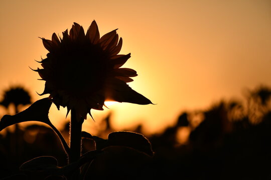 Girasol A Contraluz.