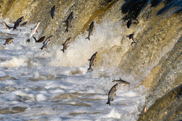 Fishes go for spawning upstream. Vimba jumps over waterfall on the Venta River. Kuldiga, Latvia.