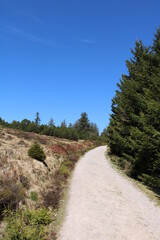 Hiking in the Black Forest National Park