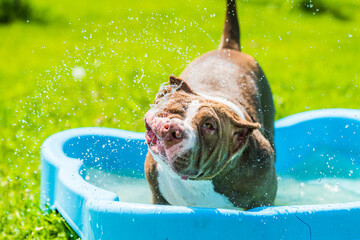 American Bully dog is swimming in pool