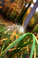 flower with dew drops