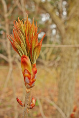 Ohio Buckeye Buds Opening in Spring. Aesculus Glabra