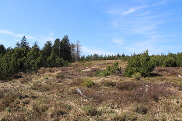 Hiking in the Black Forest National Park