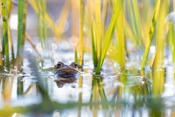 A large green frog in its natural habitat. Amphibian in water. Beautiful toad frog. Nice bokeh.