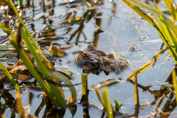 A large green frog in its natural habitat. Amphibian in water. Beautiful toad frog. Nice bokeh.