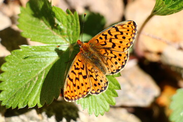 Obraz premium Dark green fritillary (Speyeria aglaja) 