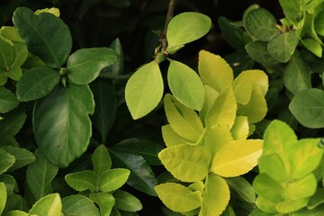 green leaves background