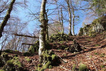 Hiking in the Black Forest close to Todtnau
