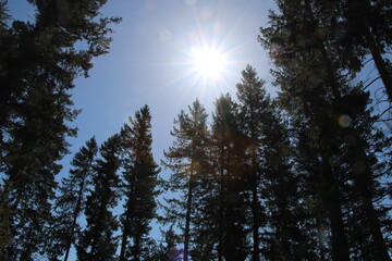 Black Forest | Spruce trees and sunlight