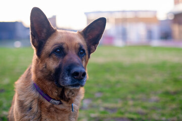 A thoroughbred German Shepherd dog with a long brown coat on a walk in the spring