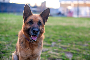 A thoroughbred German Shepherd dog with a long brown coat on a walk in the spring