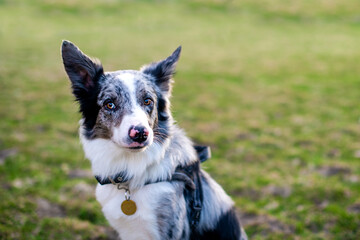 A mongrel funny dog in black and white with a long coat on a walk in the spring