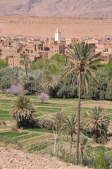 Fototapeta na wymiar Campos de cultivo y vista de la población de Tinerhir en el sur de Marruecos