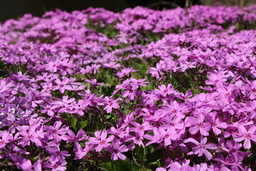 Flox suburata