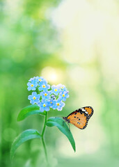 beautiful blue flower and butterfly in garden, green natural blurred background. Gentle romantic scene of wild nature. dreamy artistic image.  purity of nature, care about ecology of the world concept