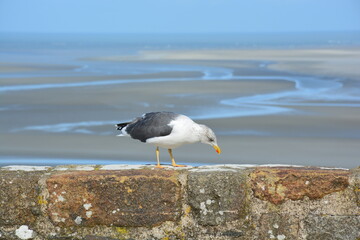 Seagull on a wall