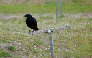 Black crow standing on its perch