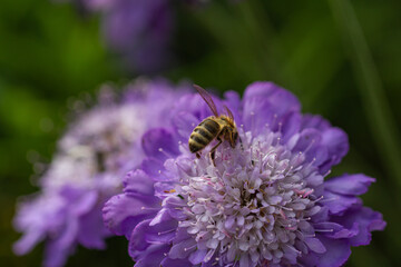 Close-up of a bee harvesting on a purple scabiosa blossom
