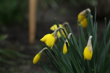 Closed yellow daffodils on a cloudy spring day.