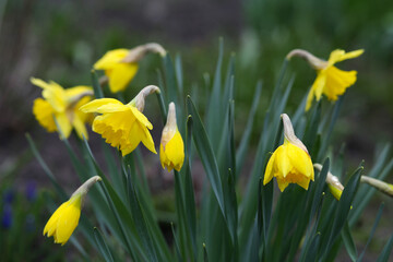 Bush of blooming yellow daffodils in the garden.
