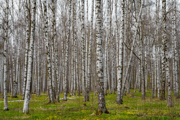 Panorama of a birch grove on green grass in a natural park in cloudy weather, the first days of spring, green leaves begin to appear